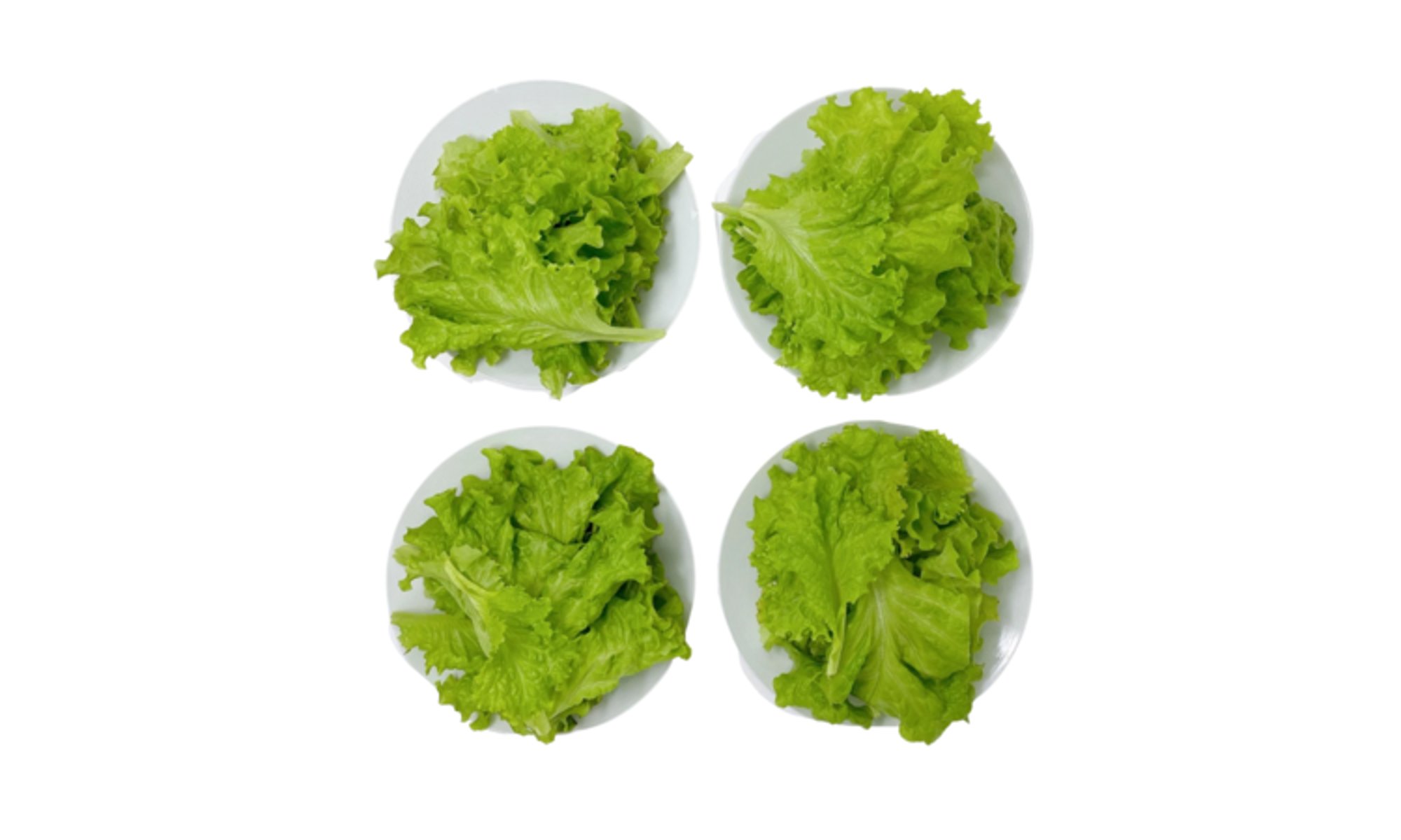 Oak Leaf Lettuce (1/3 lb)