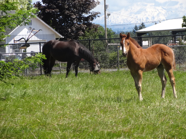 Countryside Equine Veterinary Service Photo