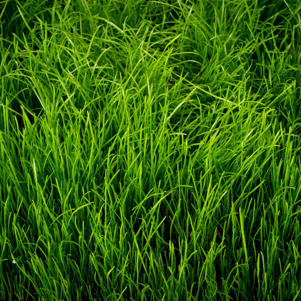 Images Kollegiate Lawn Care