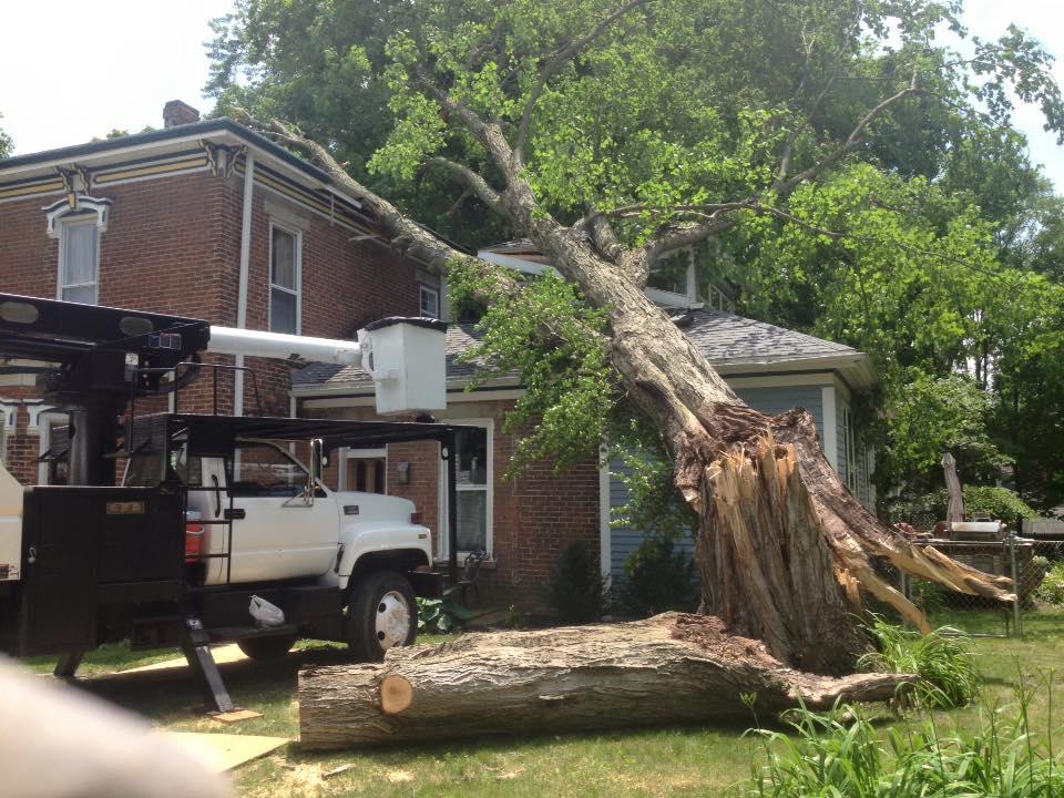 Hackney Tree Service Image