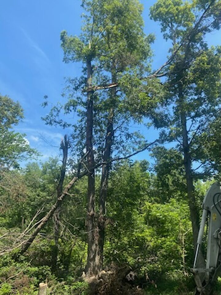 Triple G's Tree Service & Land Clearing Image