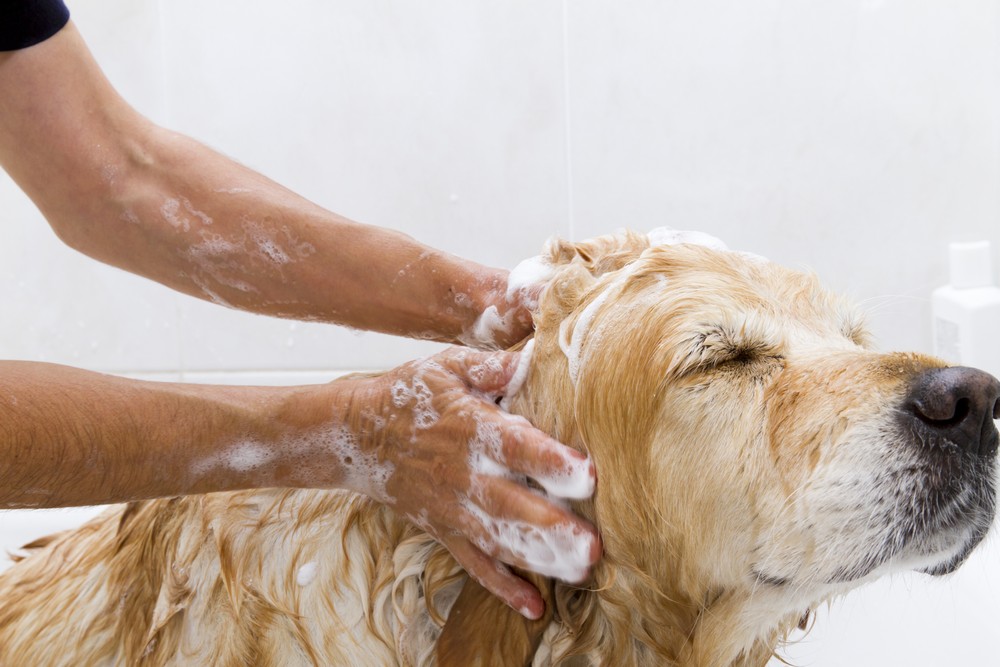 Mobile Dog Grooming
