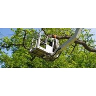 Veteran Tree Services Logo