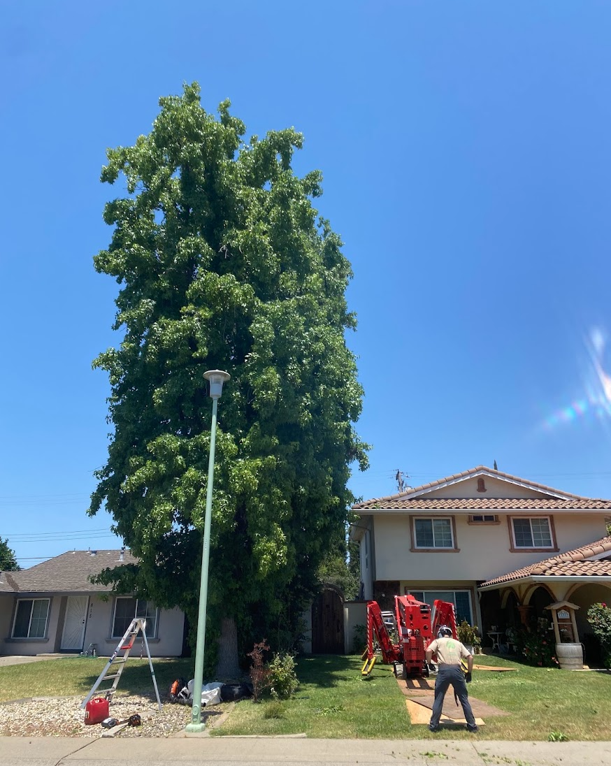 Capital Arborists, Inc. Image