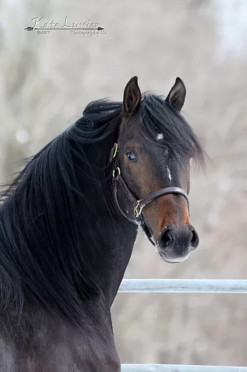 Wynter Thyme Manor - Morgan Horses 4th Gen: Lessons, Boarding, Training and Sales Photo