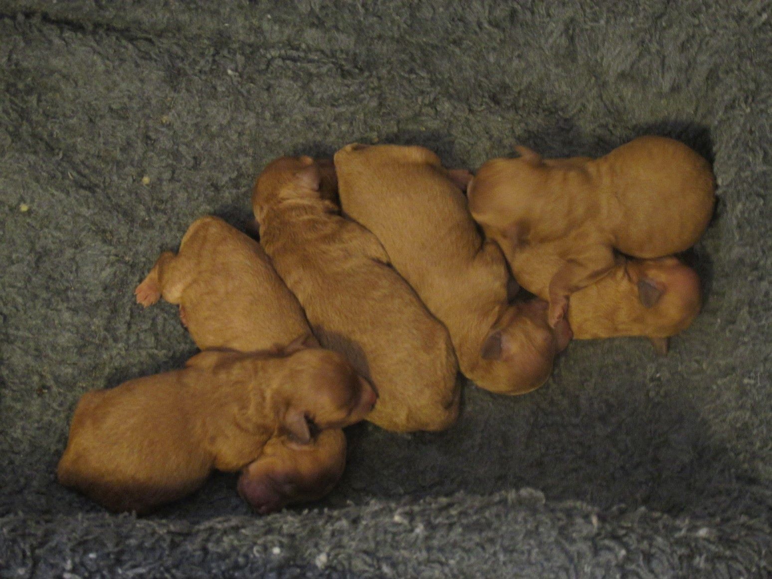 Available Puppies