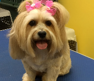 Woofs Pet Salon Photo