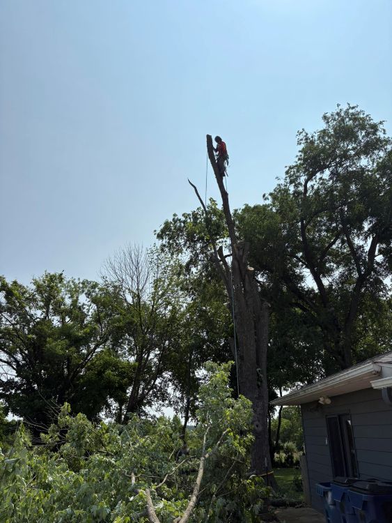 Cut And Chip Tree Service Image