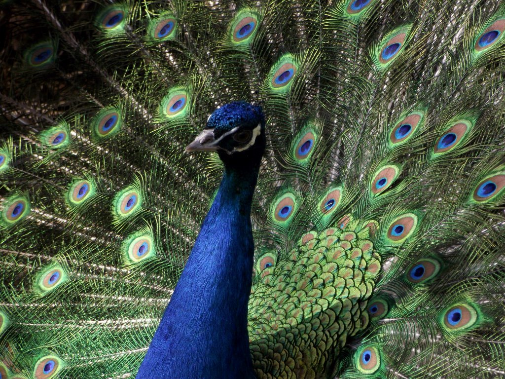 Peafowl
