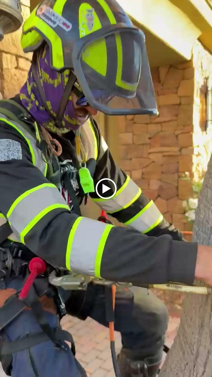 Clean Cuts Trees Image