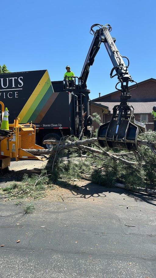 Clean Cuts Trees Image