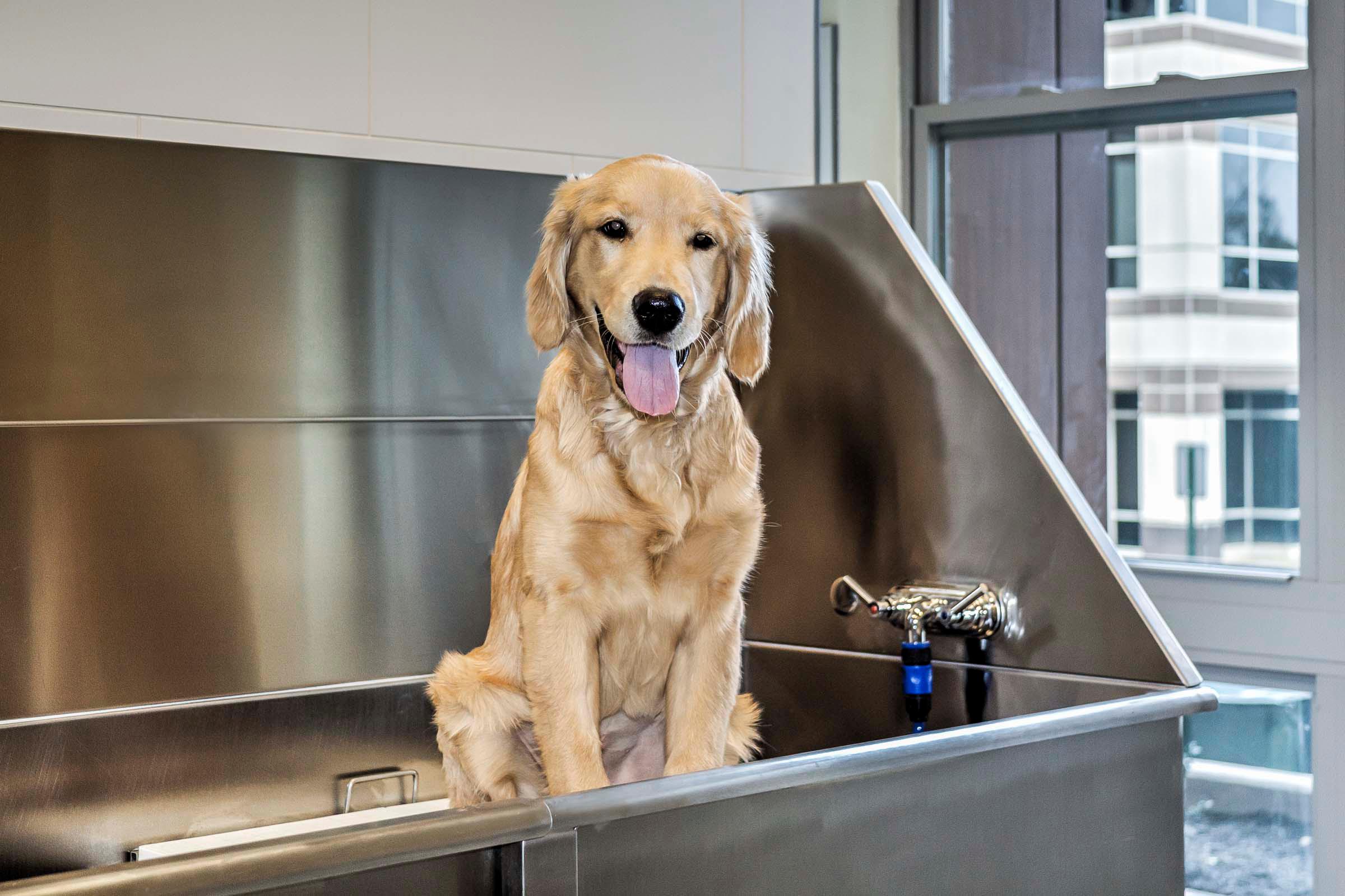 Pet park wash your pet