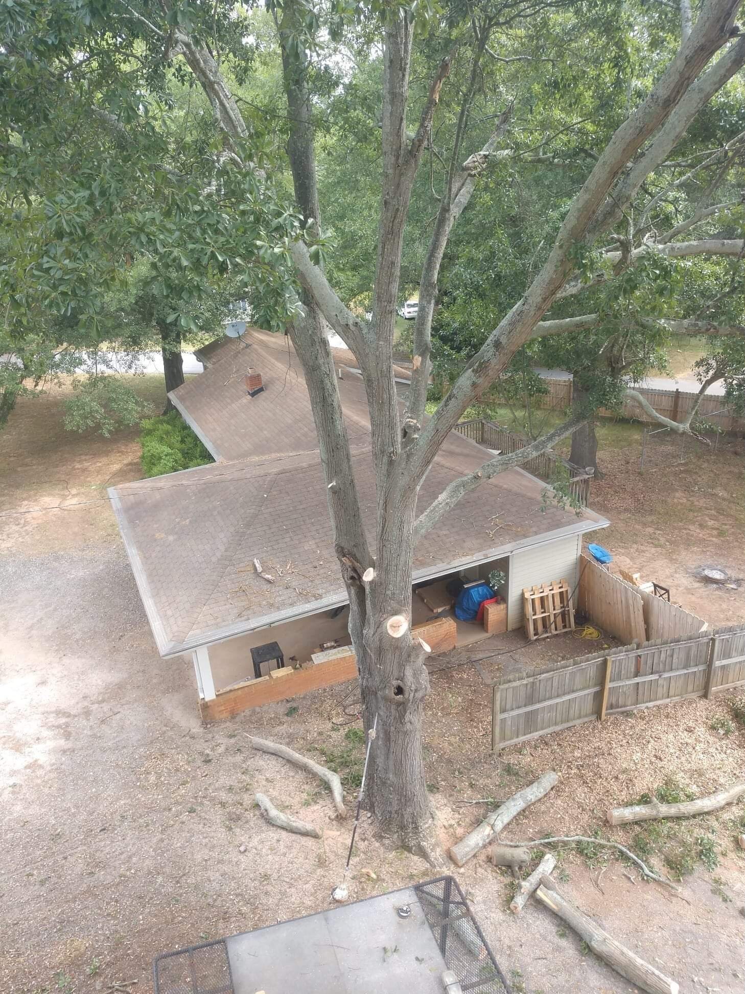 ALPHA TREE CARE LLC Image