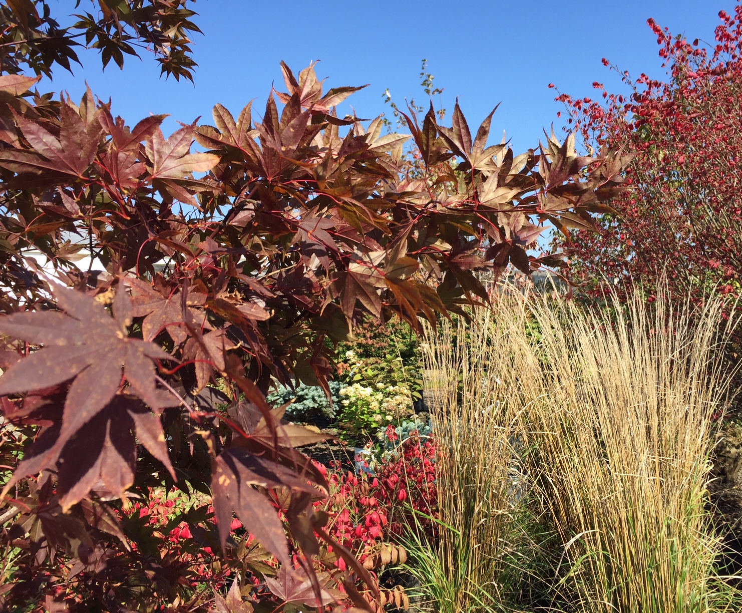 Rolling Hills Nursery Photo