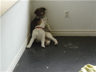 Images Doggy Styles Pet Services