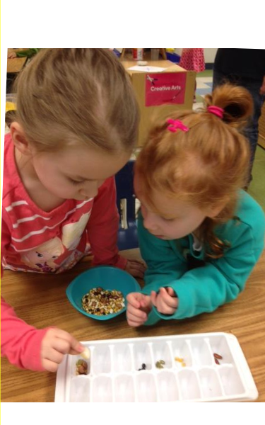 The preschool classroom used their observation skills while looking at seeds. The children were categorizing the seeds, by shape, color and even weight. The children pracrticed their patterning and weighing skills too!
