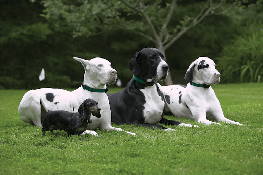 Fido's Fences