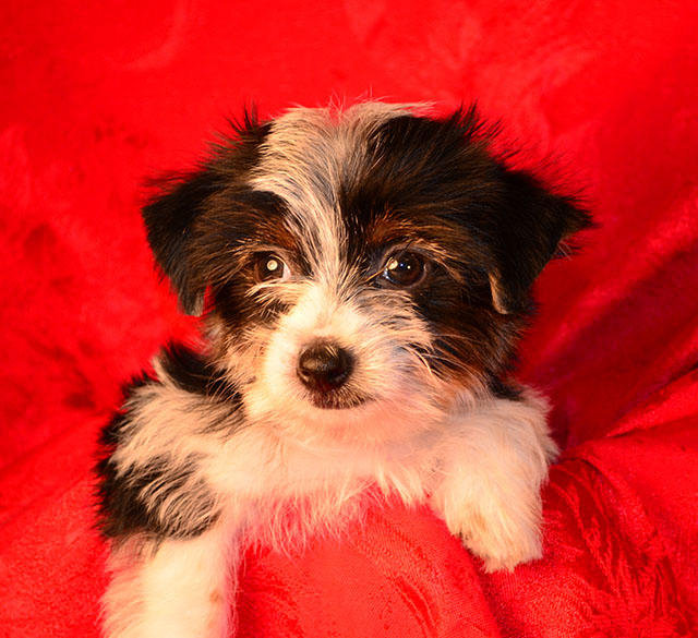 Images FancyPups