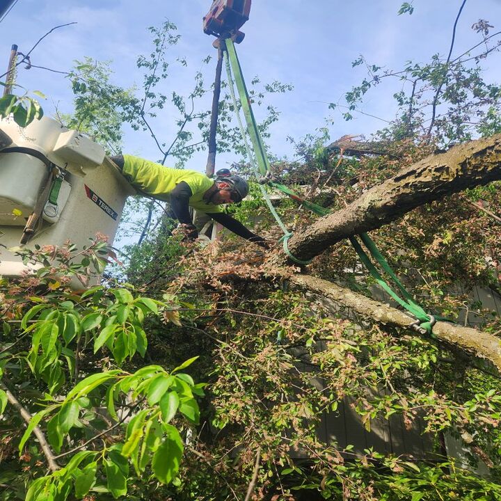 Saar's Tree Service LLC Image