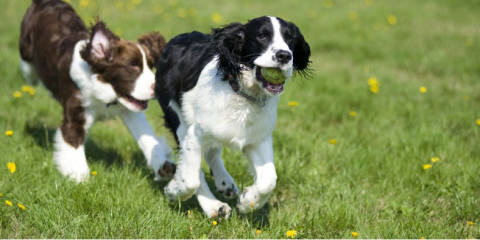 Dog Vaccinations Required In Canada Dog Vaccinations Required In Canada