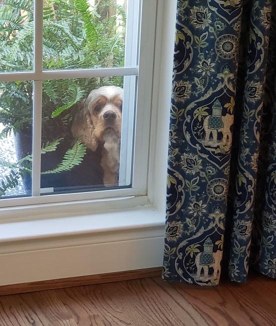 This adorable puppy is wondering how his home became so adorable with the addition of Custom Inspired Draperies by Budget Blinds of Arlington & Alexandria.  BudgetBlindsArlingtonAlexandria  CustomInspiredDraperies  WindowWednesday  FreeConsultation