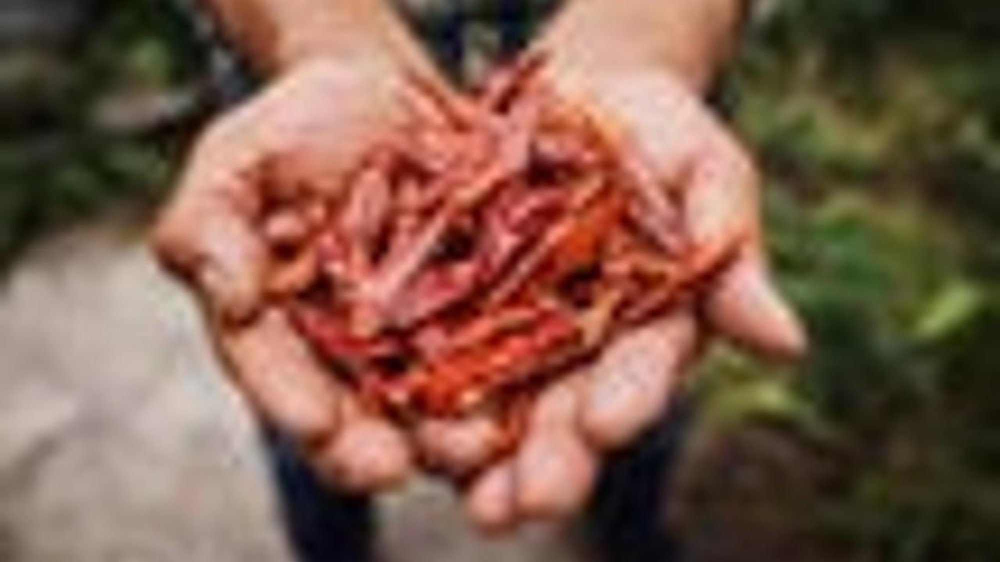 Roja Salsa (Mild)