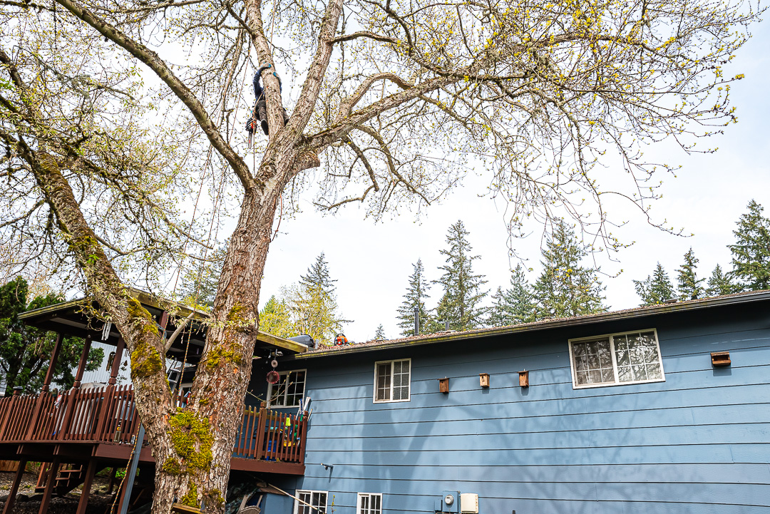 Branching Out Tree Care, LLC Image