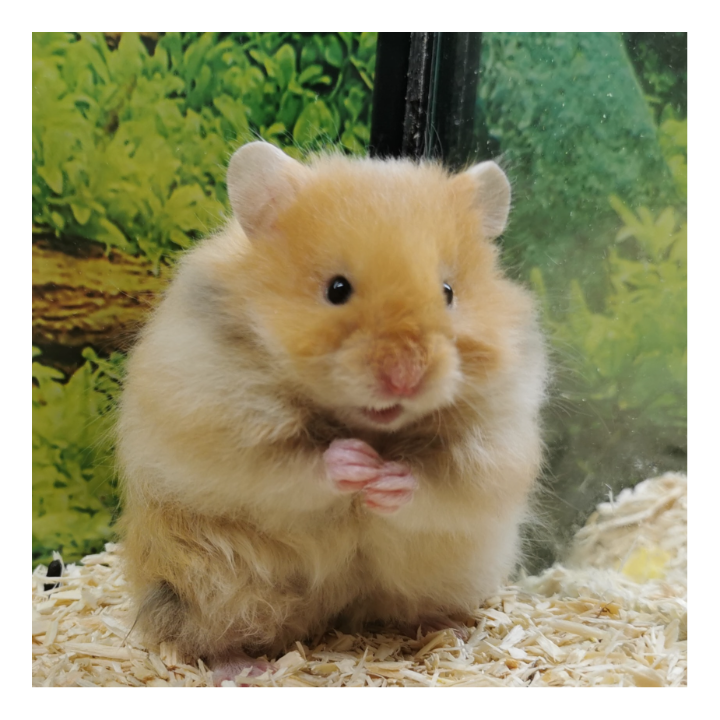 Logo von goldige Hamster nrw