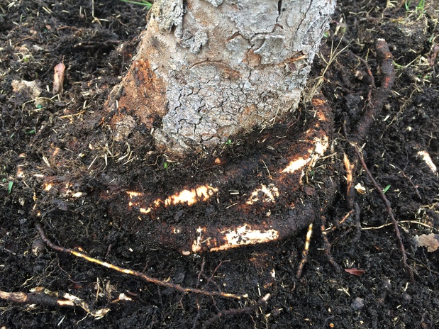 Images New Leaf Tree & Shrub Care