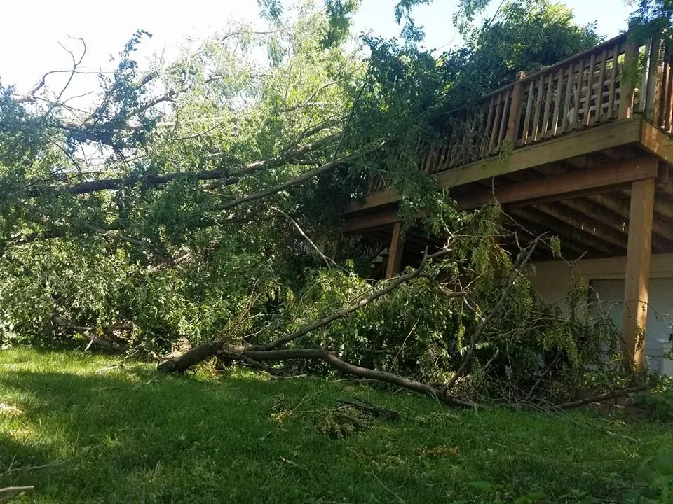 Emergency Tree Removal