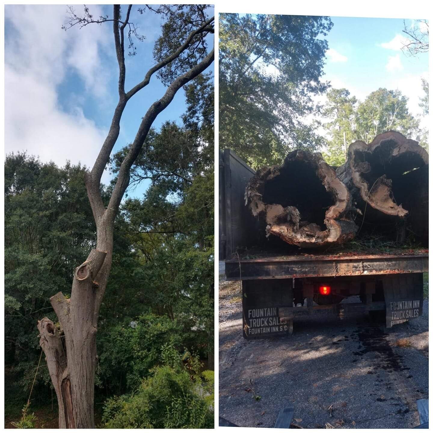 ALPHA TREE CARE LLC Image