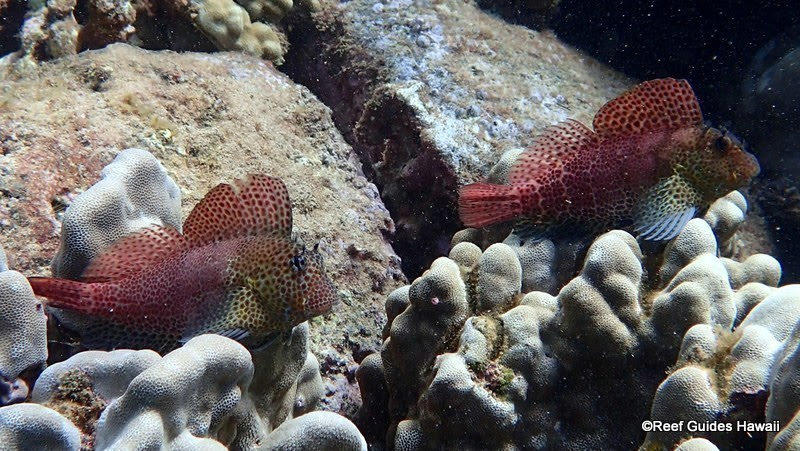 Images Reef Guides Hawaii