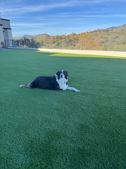 Waterloo Turf Scottsdale Image