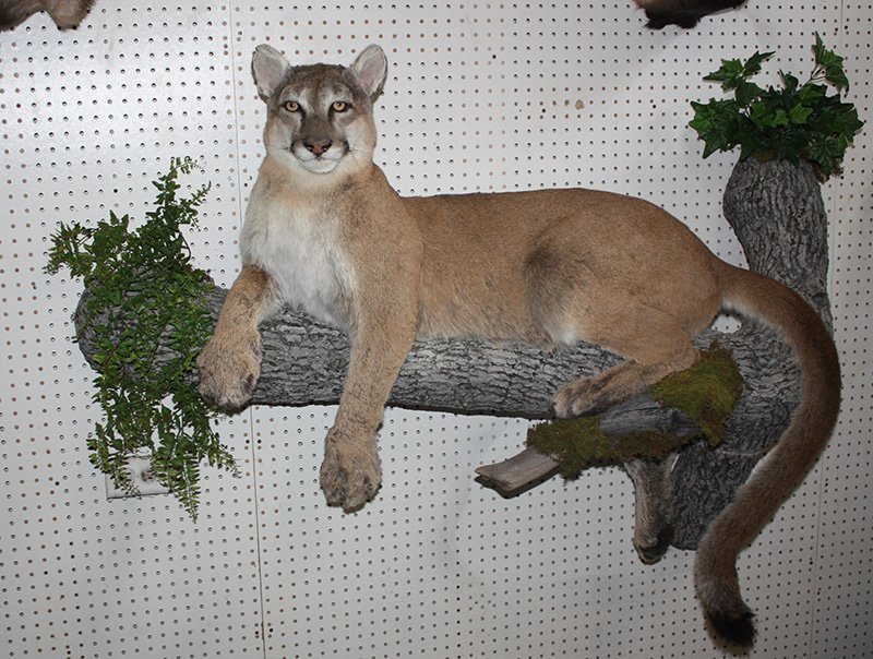 American Wild Life Taxidermy Photo