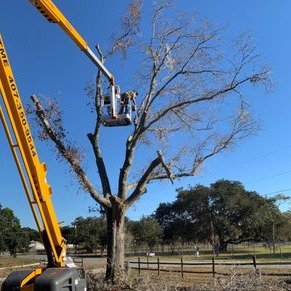 Breidenbach Tree Service of Central Florida
