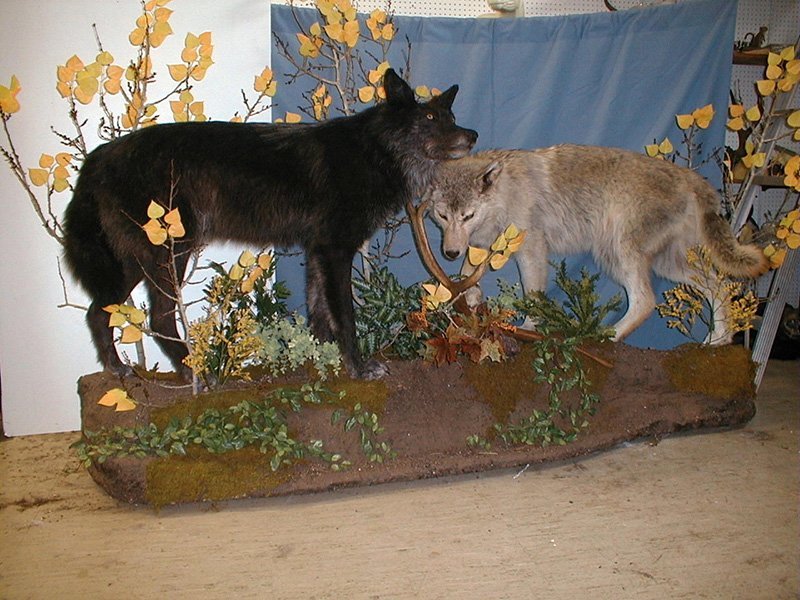 American Wild Life Taxidermy Photo