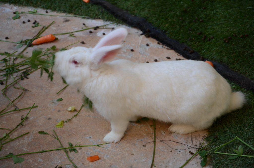 Rabbit Chow