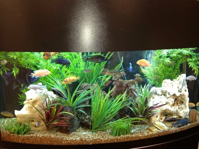 Blue Moon Aquarium Services Logo