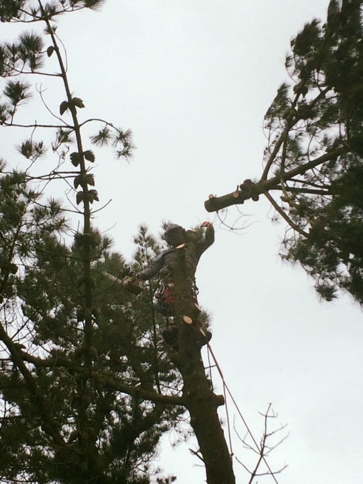 Tree Service Waterford  Christy's Tree Service, Tree Surgery, Waterford