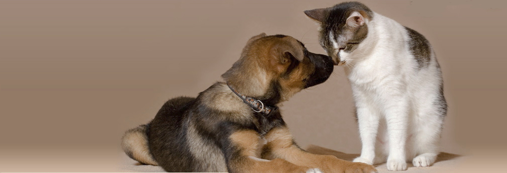 All Animal Clinic Image