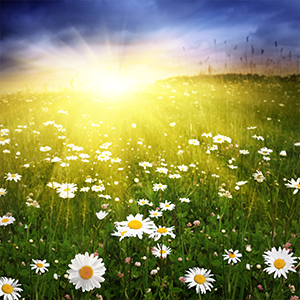 Authentic Insights Inc Logo