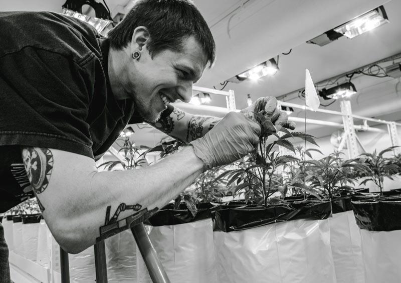 Northeast Alternatives Dispensary - Fall River Image