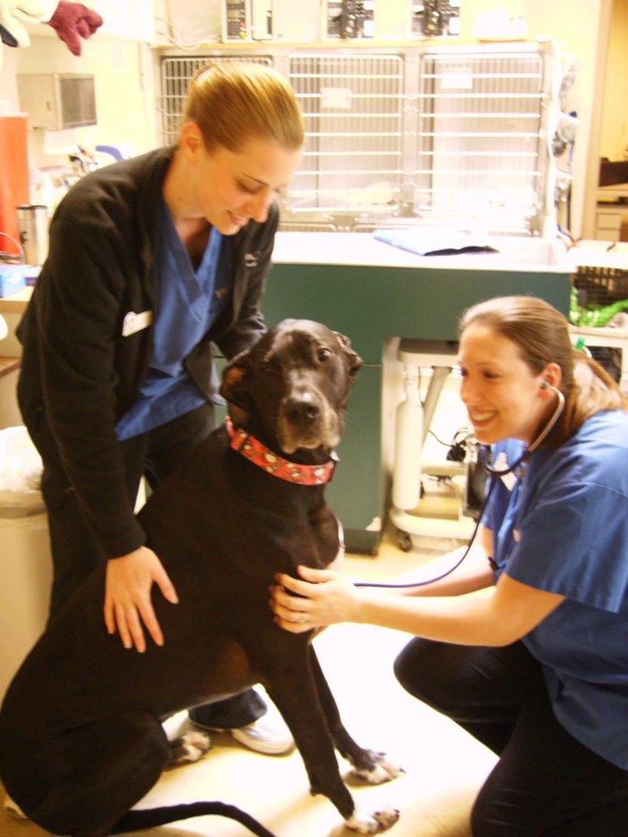 VCA Covington Animal Hospital Photo