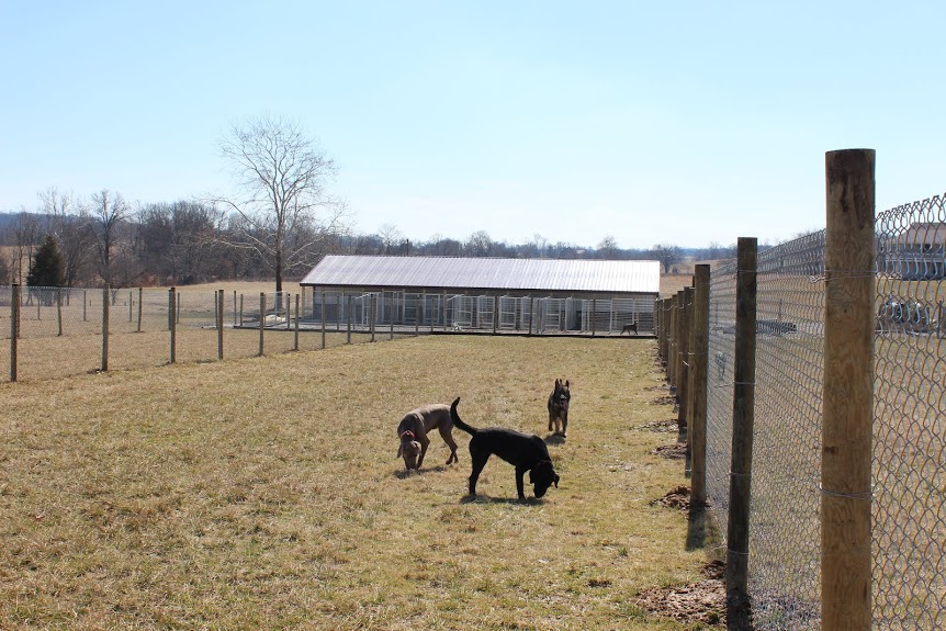 Sweet Pea Kennels Image