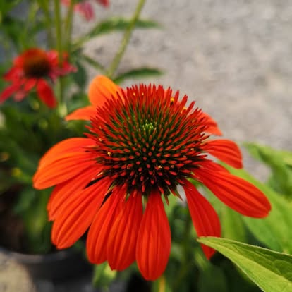 Gallery thumbnail