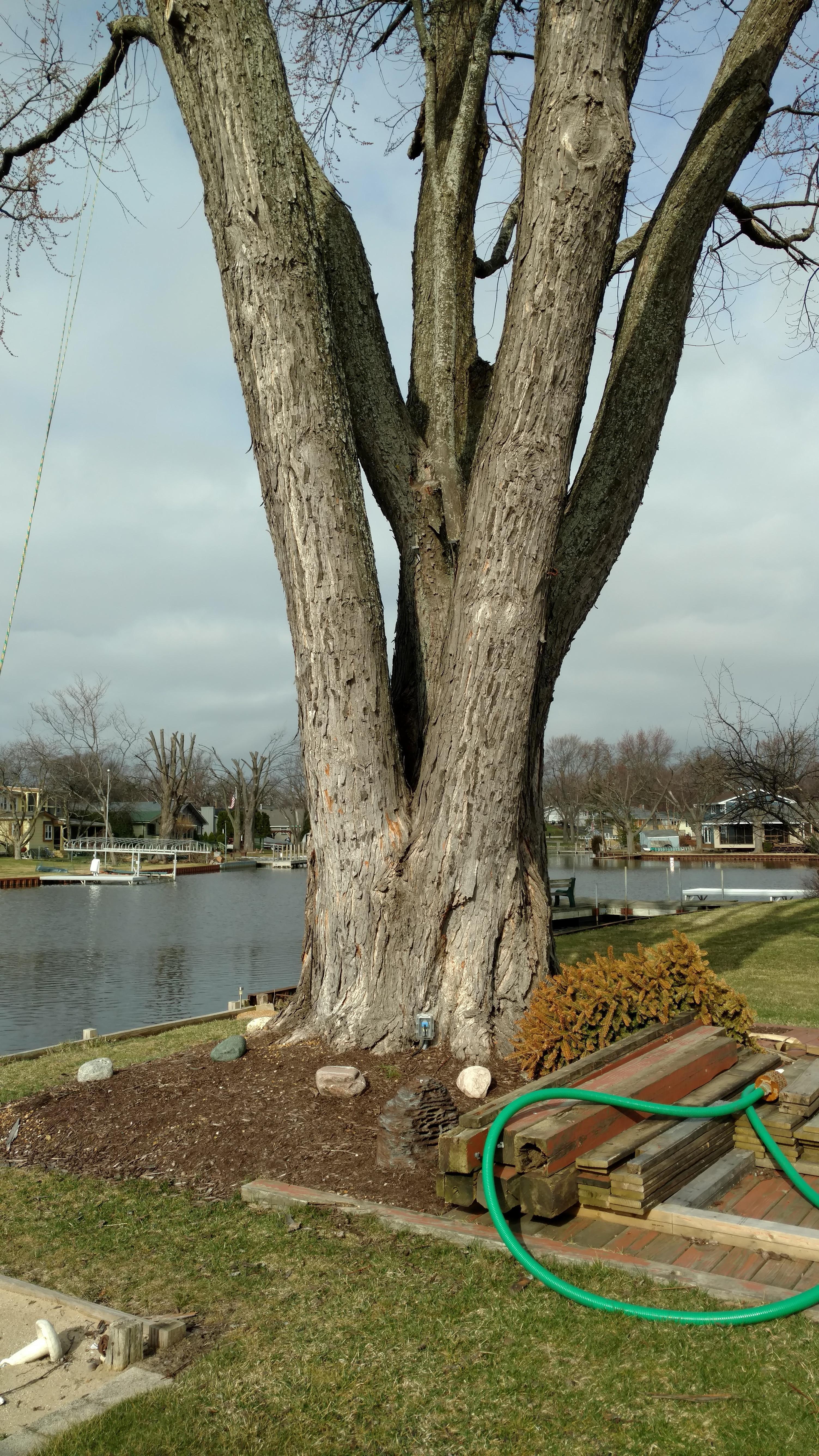 New Beginning Tree Service Company Image
