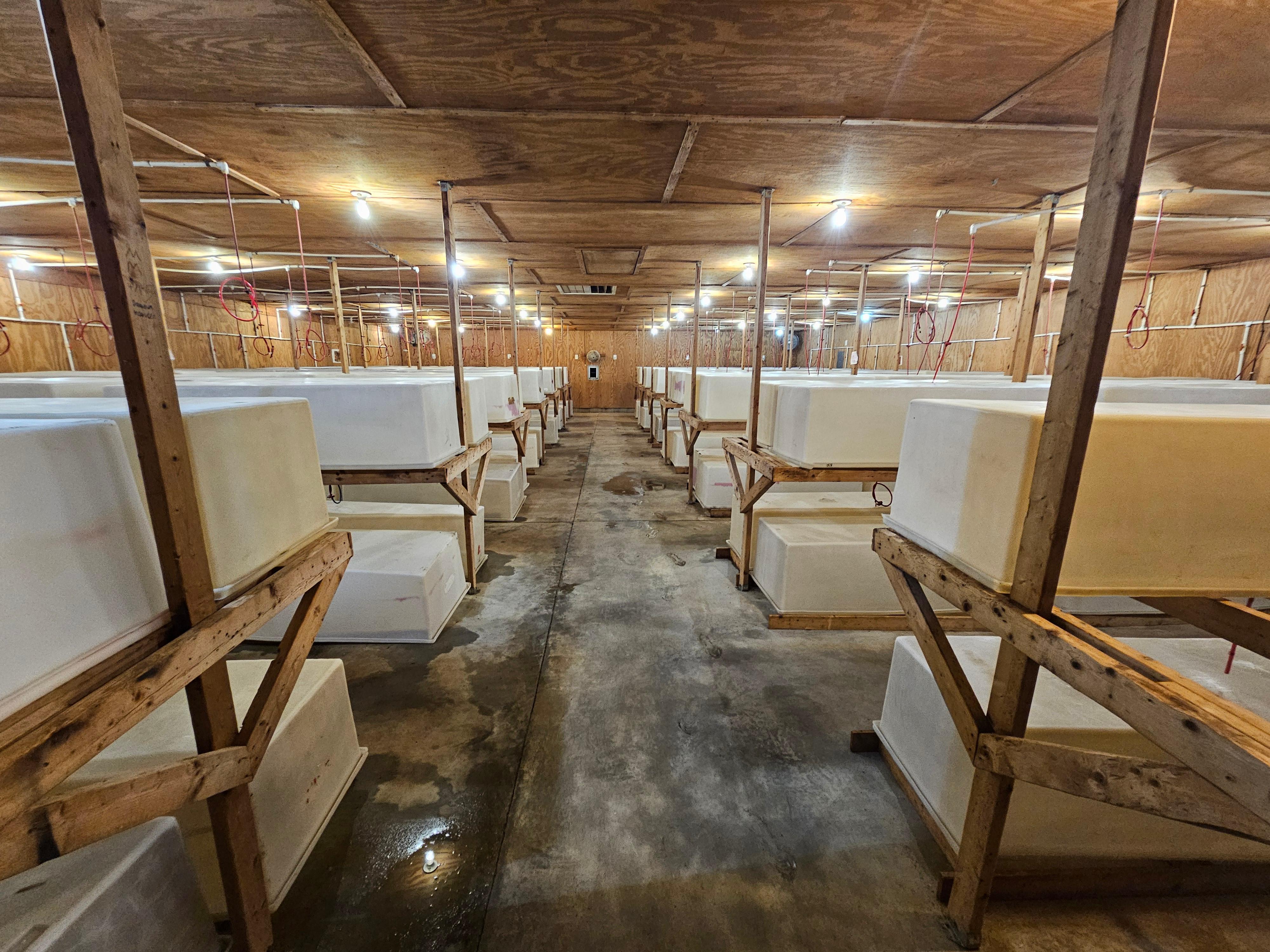 Carolina Crickets Image