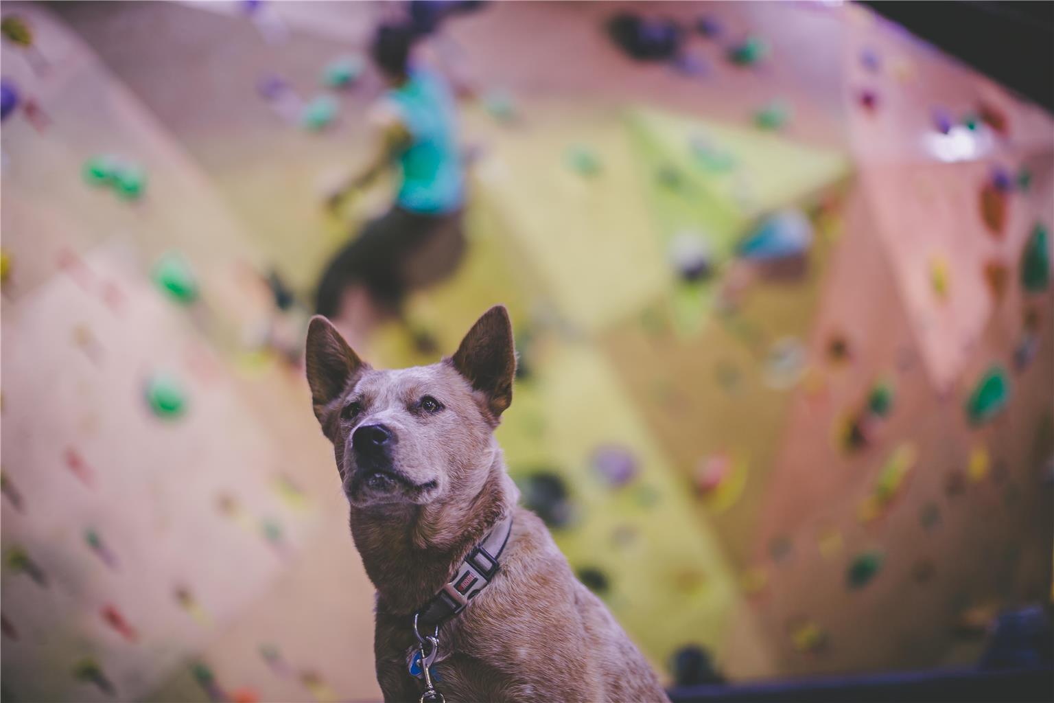 Whitney Peak Hotel Reno, Tapestry Collection by Hilton Image