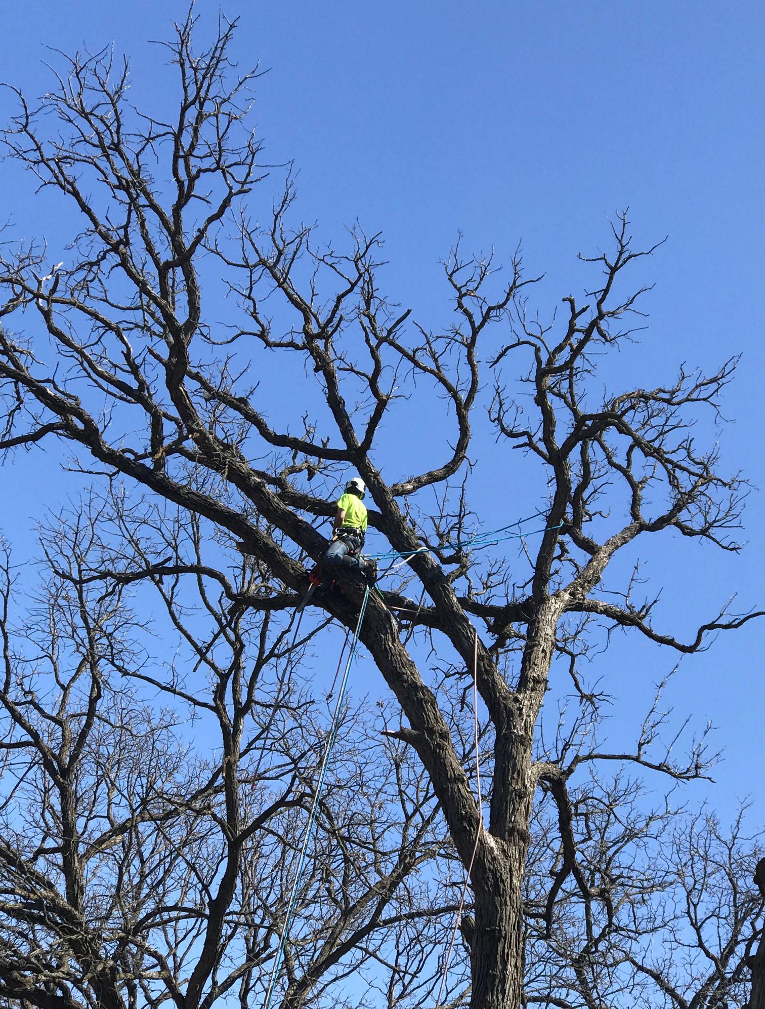 The Tree Doctor Image