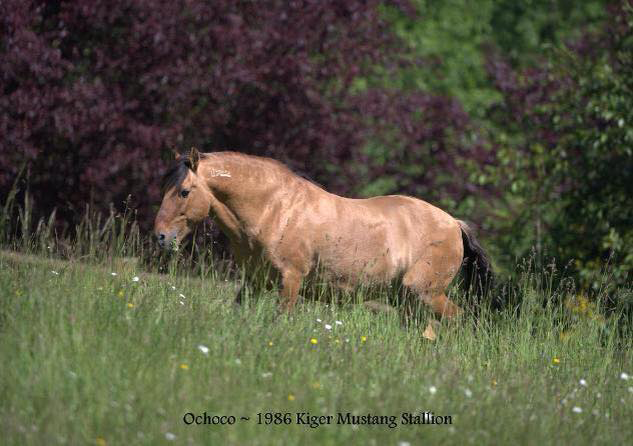 Countryside Equine Veterinary Service Photo